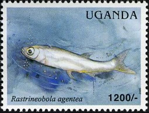 Silver Cyprinid (Rastrineobola agentea)