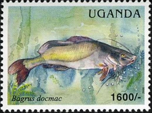 Silver Catfish (Bagrus docmac)