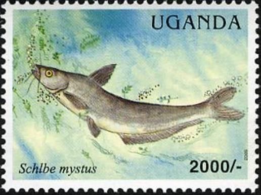 African Butter Catfish (Schilbe mystus)