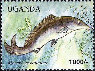 Elephant-snout Fish (Mormyrus kannume)