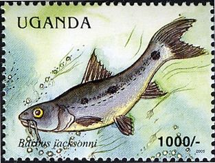 Jackson's Barb (Barbus jacksoni)