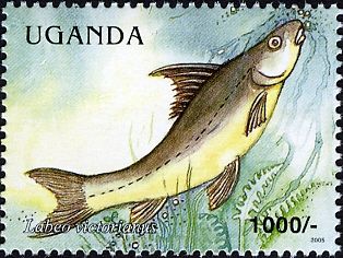 Ningu (Labeo victorianus)