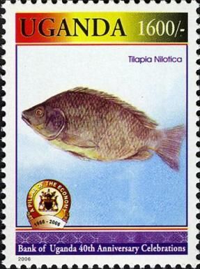 Nile Tilapia (Tilapia nilotica)