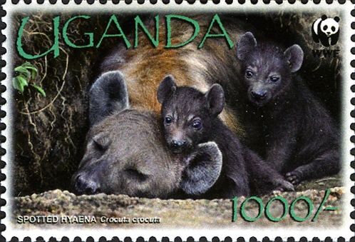 Spotted Hyena (Crocuta crocuta)