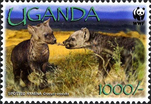 Spotted Hyena (Crocuta crocuta)
