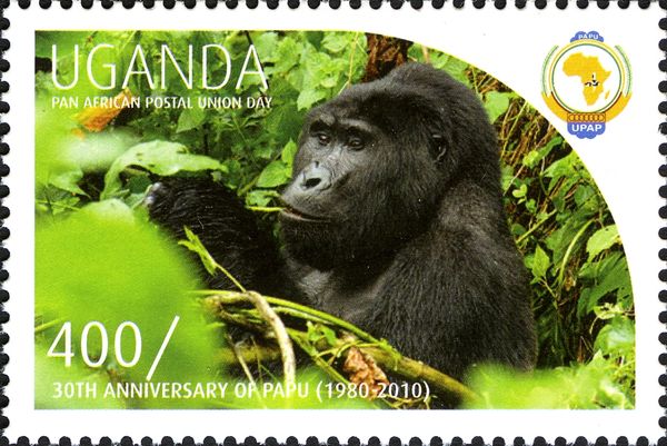 Gorilla (Gorilla sp.)