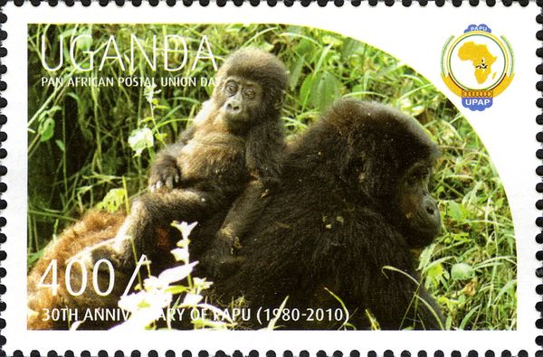 Gorilla (Gorilla sp.)