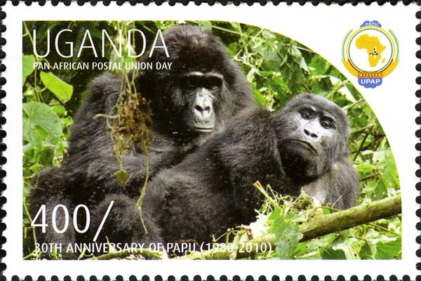 Gorilla (Gorilla sp.)