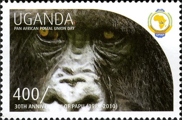 Gorilla (Gorilla sp.)
