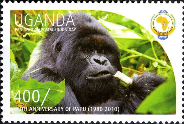 Gorilla (Gorilla sp.)