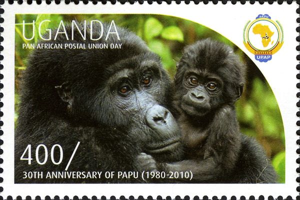 Gorilla (Gorilla sp.)