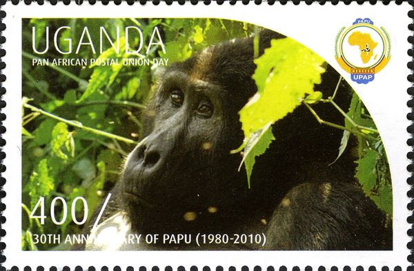 Gorilla (Gorilla sp.)