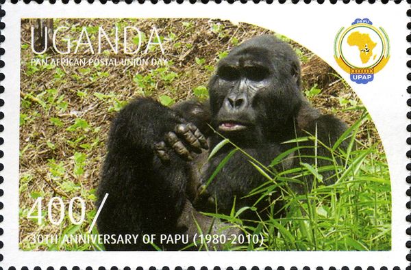 Gorilla (Gorilla sp.)