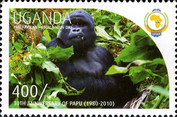 Gorilla (Gorilla sp.)