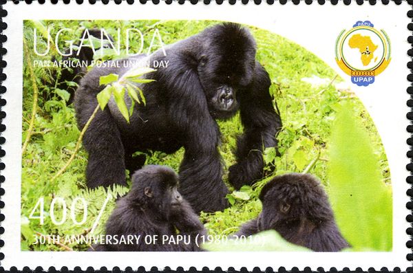 Mountain Gorilla (Gorilla beringei beringei)