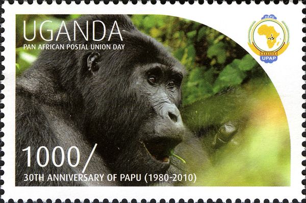 Mountain Gorilla (Gorilla beringei beringei)