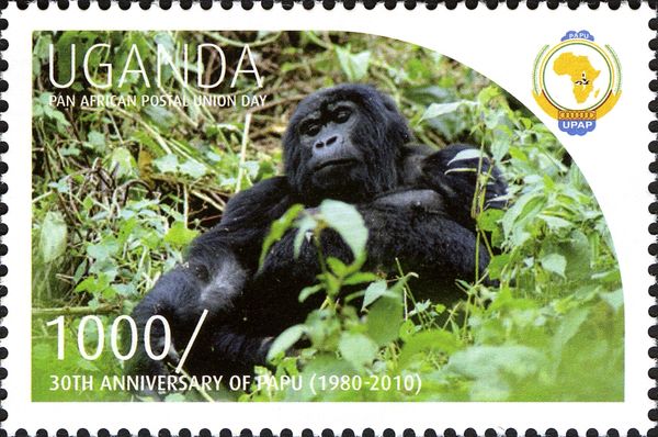 Mountain Gorilla (Gorilla beringei beringei)