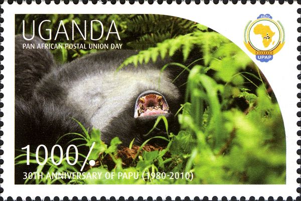 Mountain Gorilla (Gorilla beringei beringei)