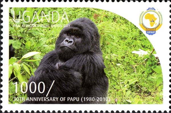 Mountain Gorilla (Gorilla beringei beringei)