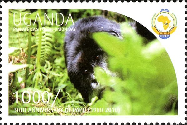 Mountain Gorilla (Gorilla beringei beringei)
