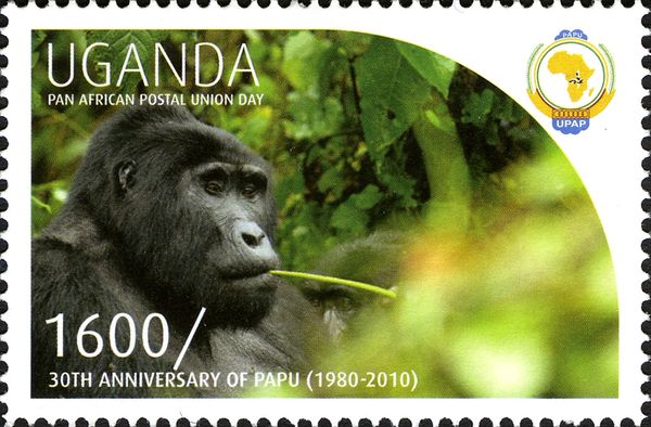 Mountain Gorilla (Gorilla beringei beringei)