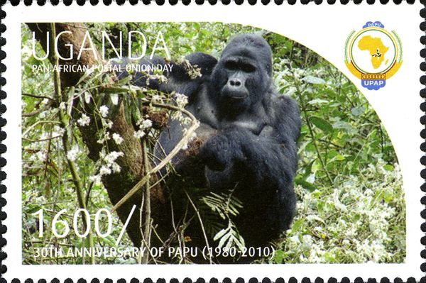 Mountain Gorilla (Gorilla beringei beringei)