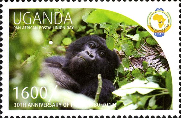 Mountain Gorilla (Gorilla beringei beringei)