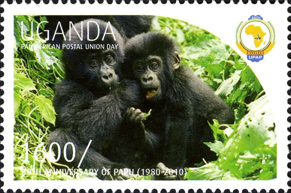 Mountain Gorilla (Gorilla beringei beringei)