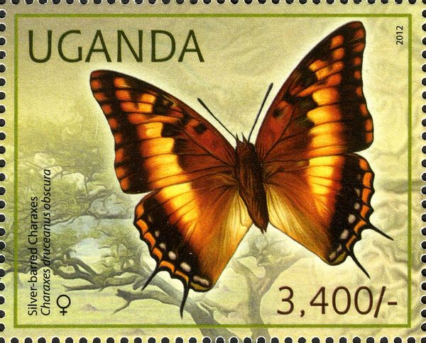 Silver-barred Charaxes (Charaxes druceanus)