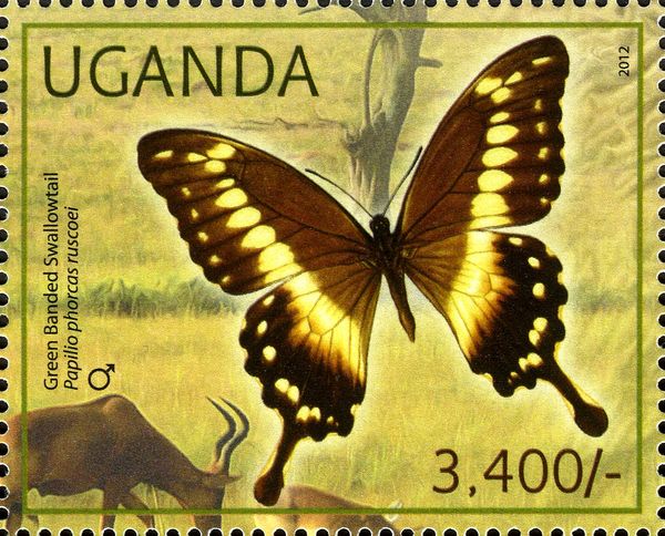 Green Banded Swallowtail (Papilio phorcas ruscoei)