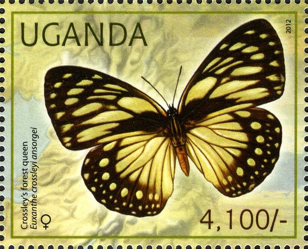 Crossley's Forest Queen (Euxanthe crossleyi ansorgei)