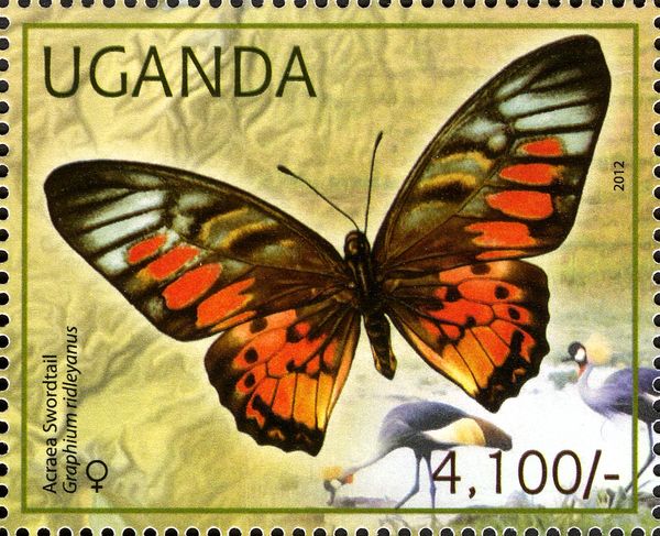 Acraea Swordtail (Graphium ridleyanus)