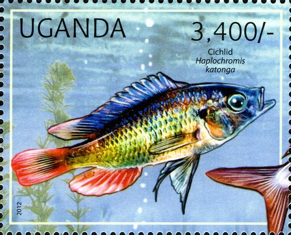 Cichlid (Haplochromis katonga)