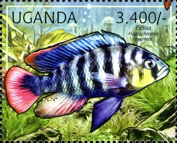 Cichlid (Haplochromis nyererei)