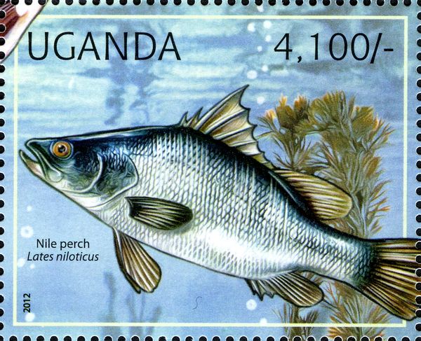Nile Perch (Lates niloticus)