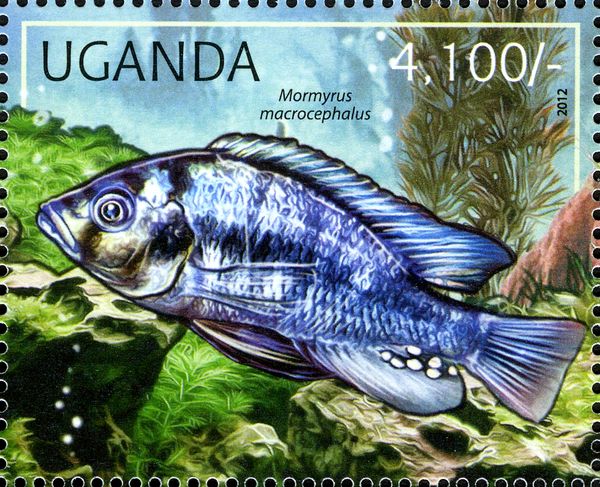 Freshwater Elephantfish (Mormyrus macrocephalus)