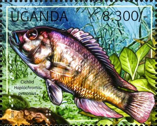 Cichlid (Haplochromis petronius)