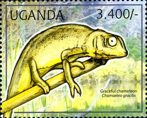 Graceful Chameleon (Chamaeleo gracilis)