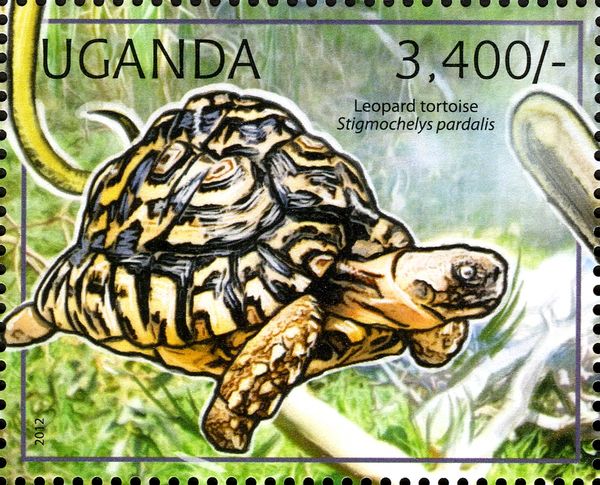 Leopard Tortoise (Geochelone pardalis)
