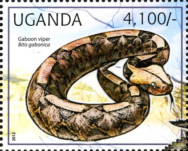 Gaboon Viper (Bitis gabonica gabonica)