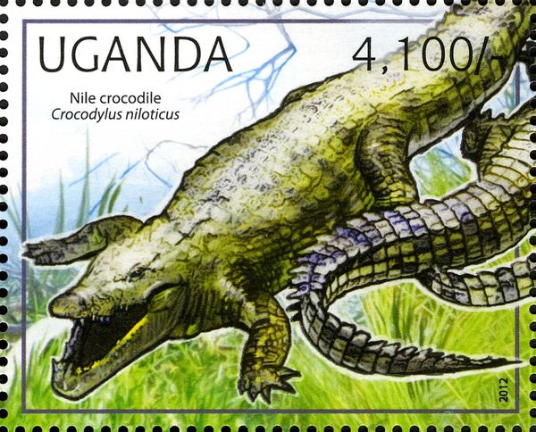 Nile Crocodile (Crocodylus niloticus)
