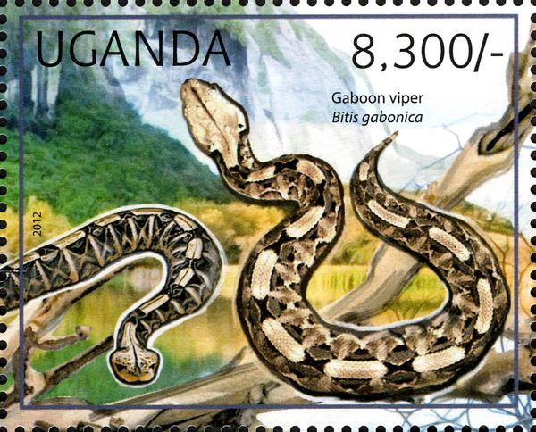 Gaboon Viper (Bitis gabonica gabonica)