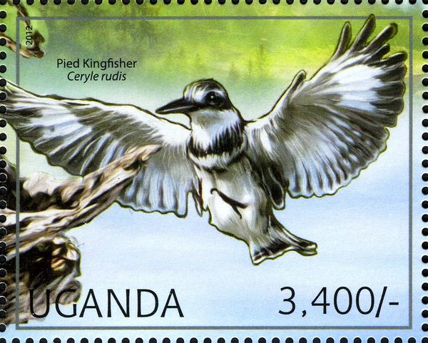 Pied Kingfisher (Ceryle rudis)