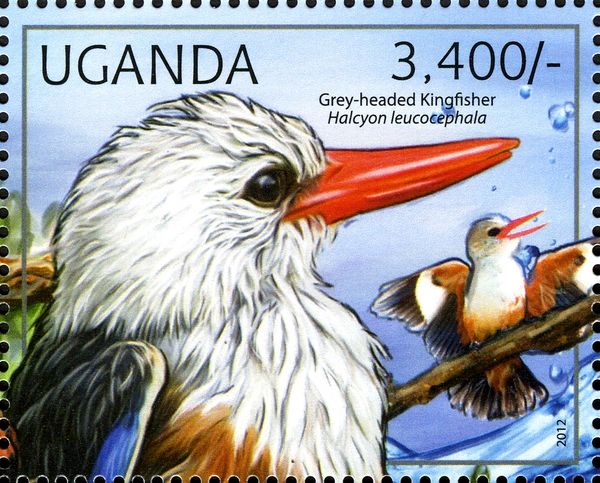 Greyheaded Kingfisher (Halcyon leucocephala)