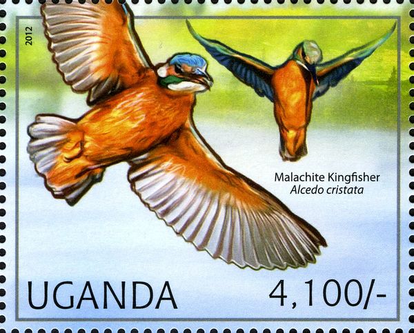Malachite Kingfisher (Corythornis cristatus)