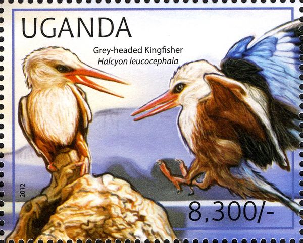 Greyheaded Kingfisher (Halcyon leucocephala)