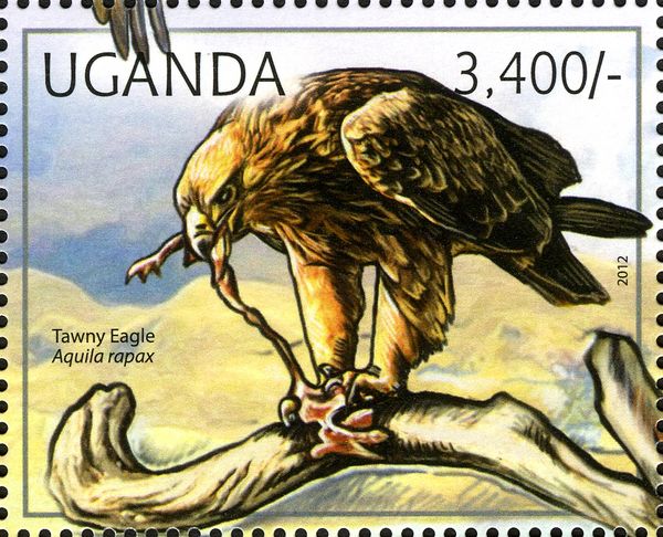 Tawny Eagle (Aquila rapax)