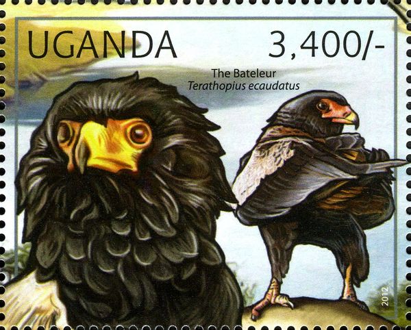 Bateleur (Terathopius ecaudatus)
