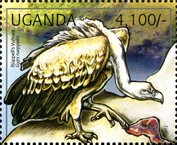 Rüppell's Vulture (Gyps rueppellii)