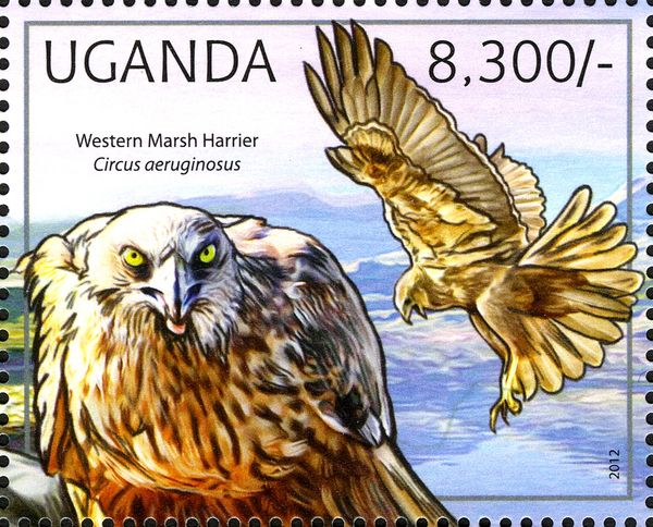 Western Marsh Harrier (Circus aeruginosus) 